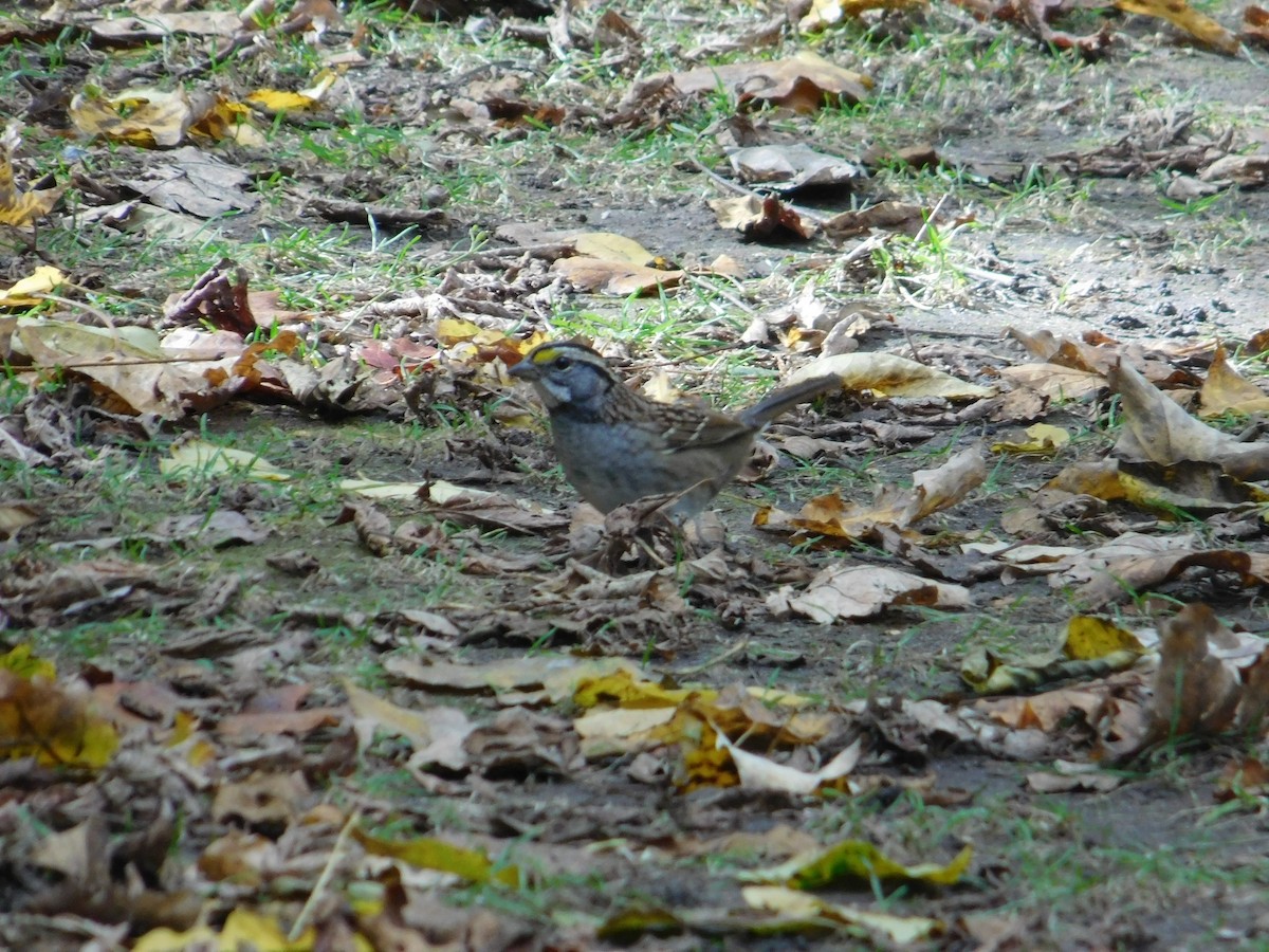 White-throated Sparrow - ML610120434