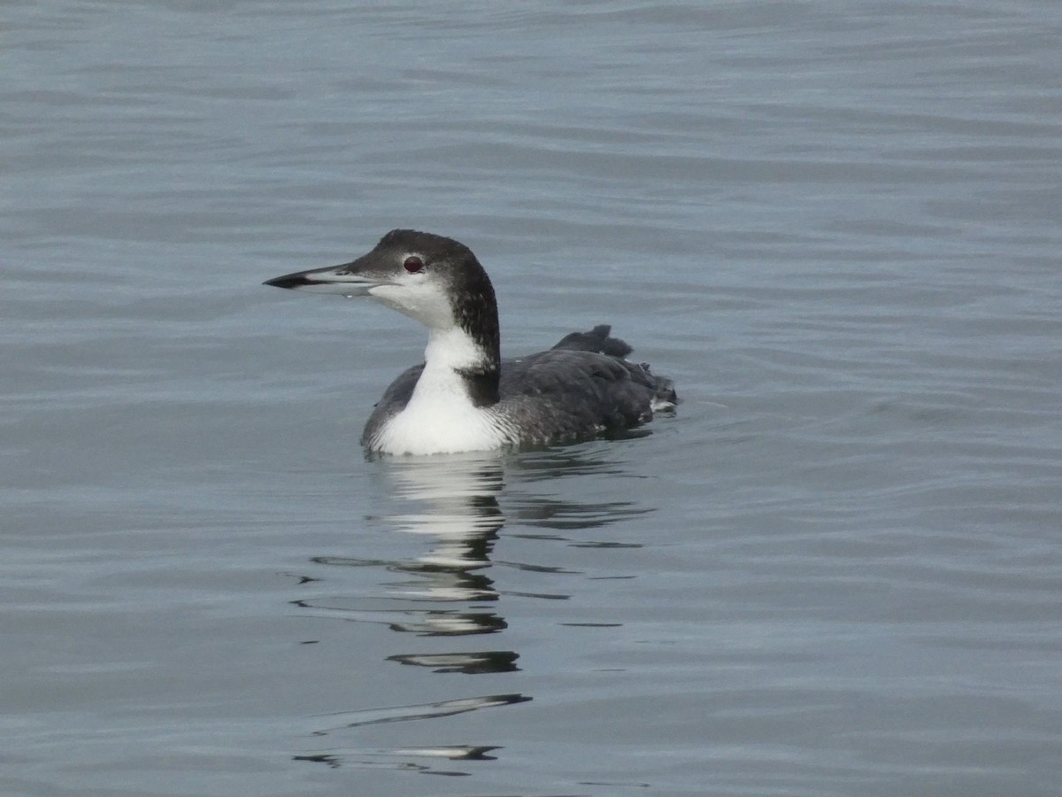 Common Loon - ML610120526