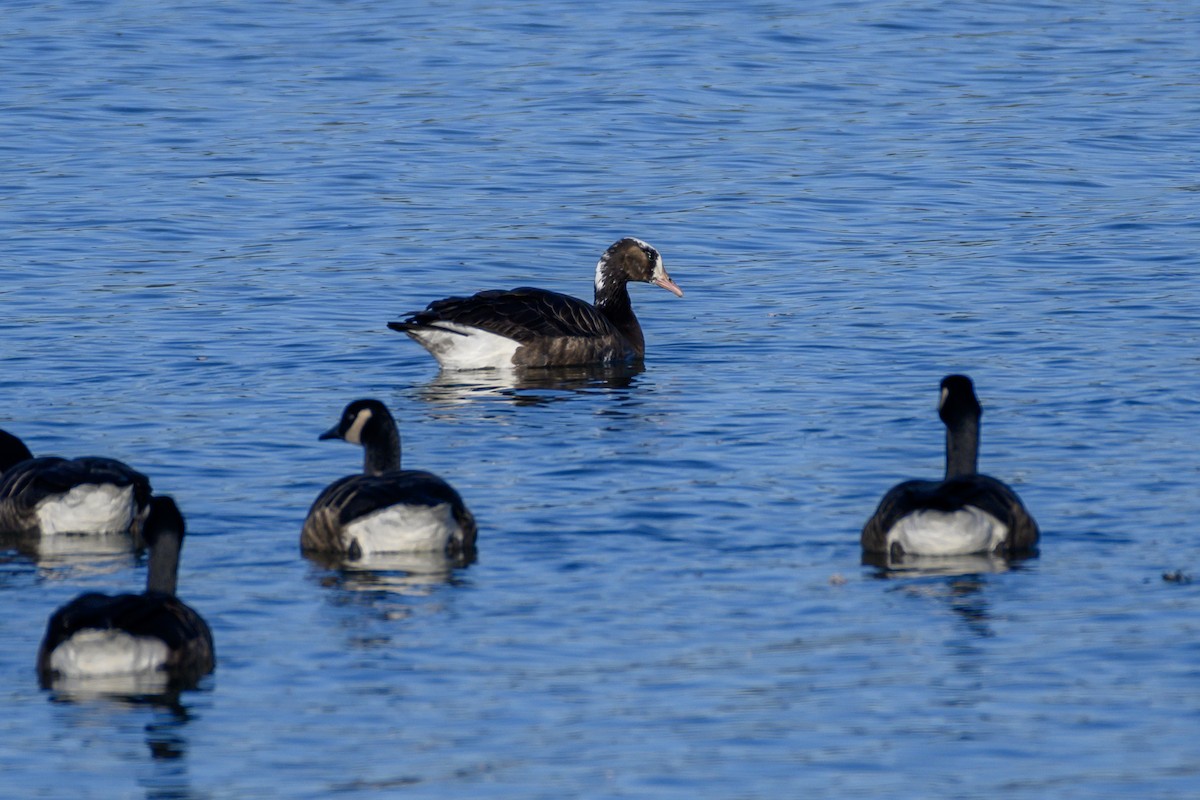 Greater White-fronted x Canada Goose (hybrid) - ML610120545