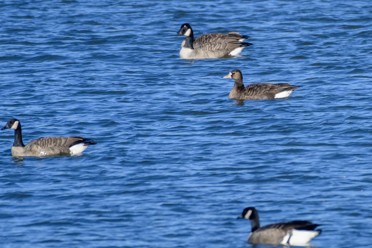 Greater White-fronted x Canada Goose (hybrid) - ML610120547