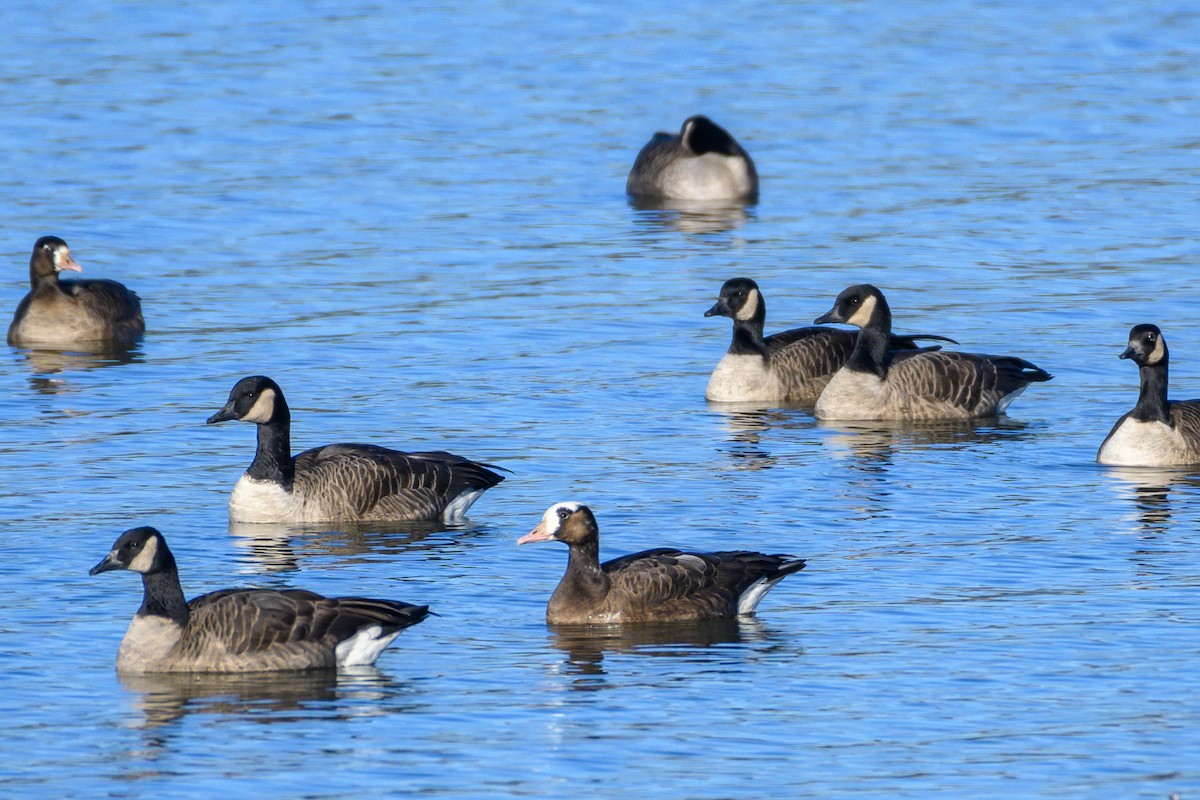Greater White-fronted x Canada Goose (hybrid) - ML610120549
