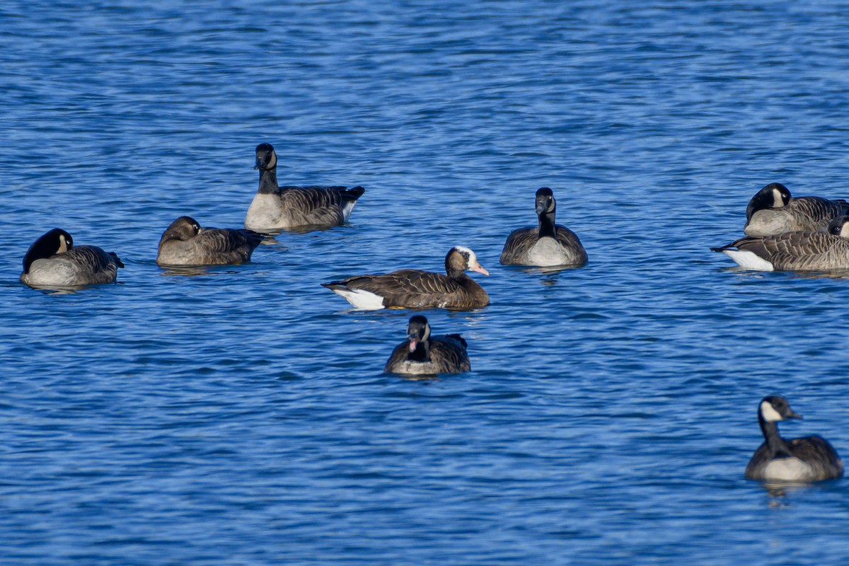 Greater White-fronted x Canada Goose (hybrid) - ML610120550