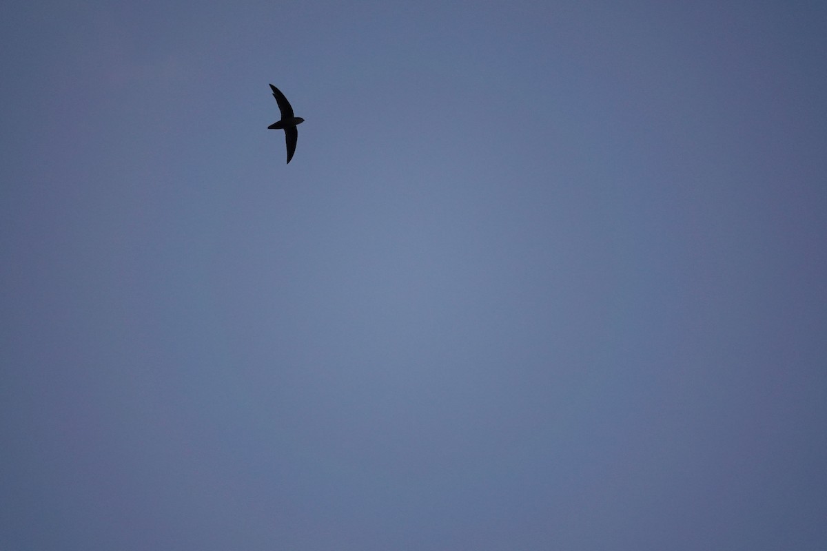 Chimney Swift - ML610120631