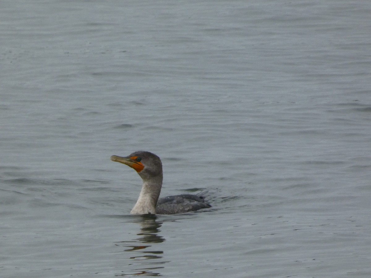 Double-crested Cormorant - ML610120685