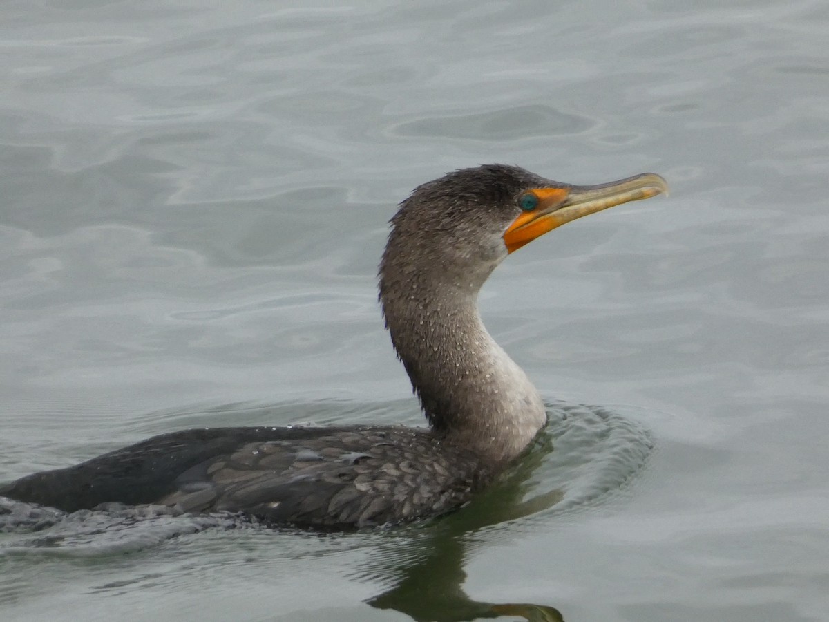 Double-crested Cormorant - ML610120686