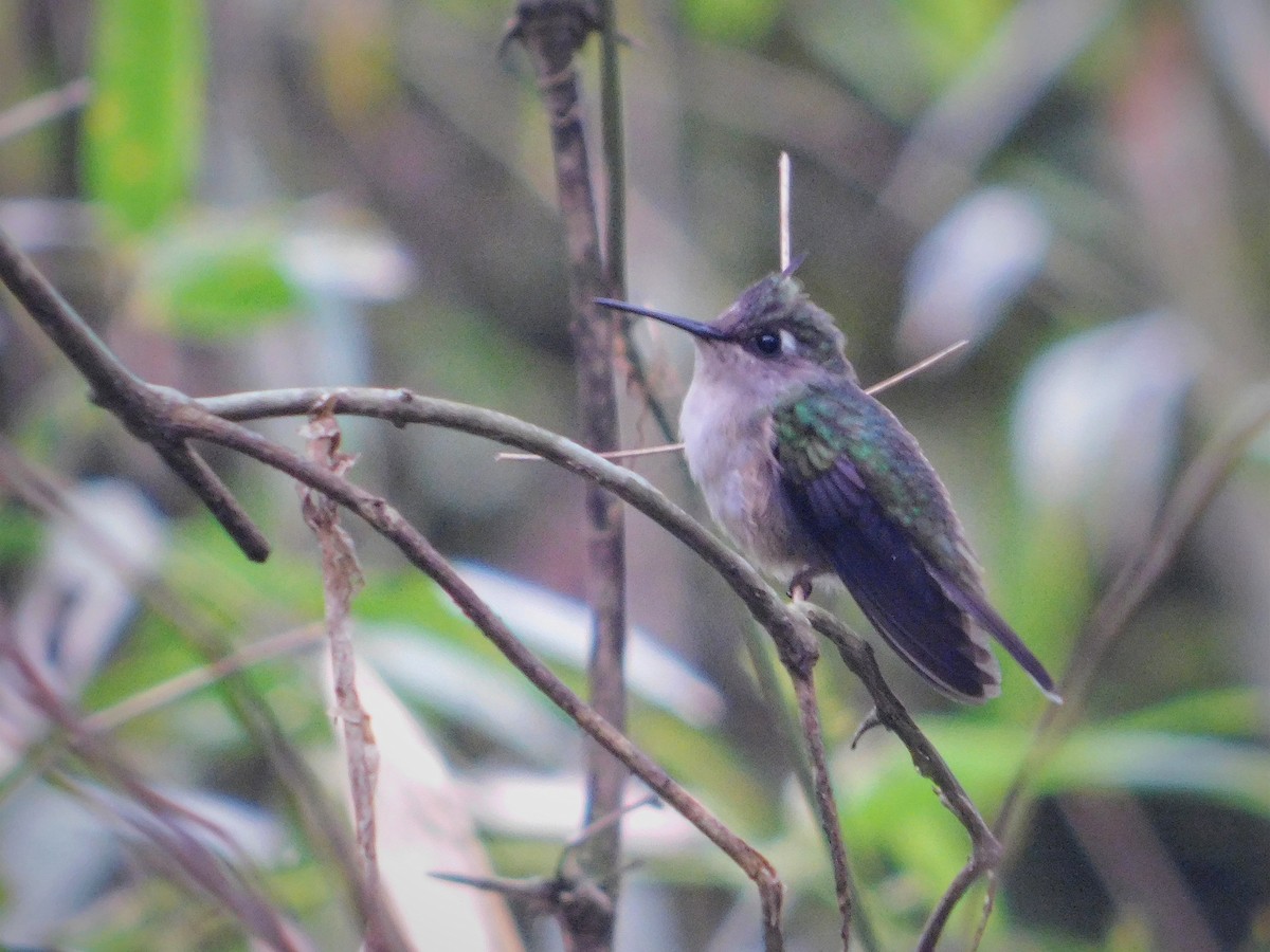 Purple-crowned Plovercrest - ML610120751