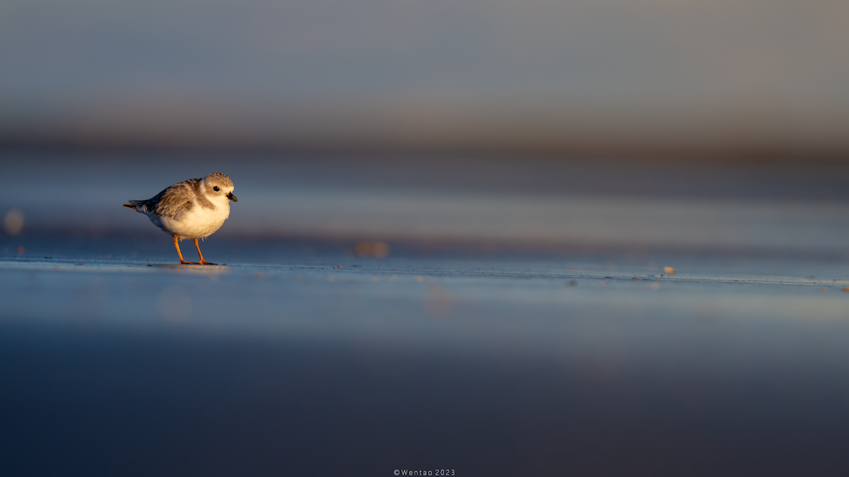 Piping Plover - Wentao Yang