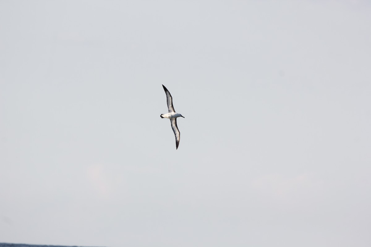 hvithodealbatross - ML610120782