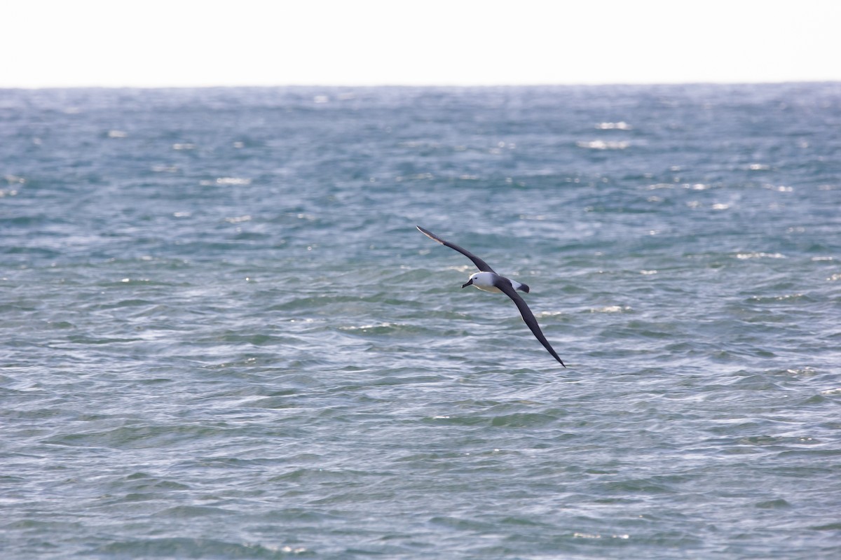 hvithodealbatross - ML610120785