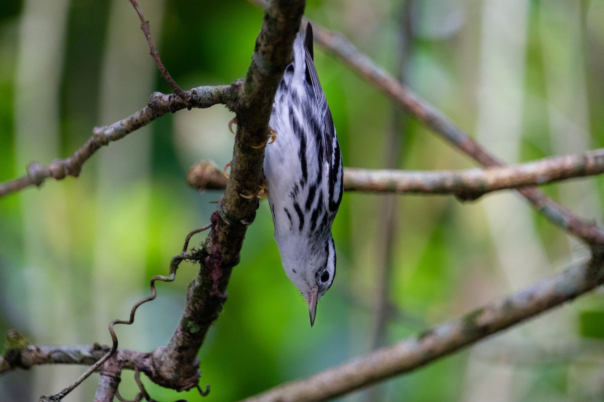 Paruline noir et blanc - ML610120798