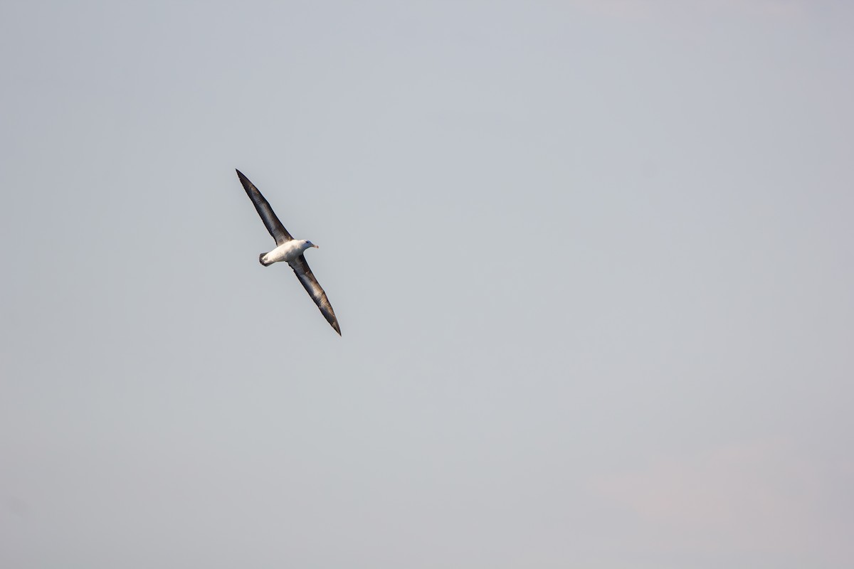 svartbrynalbatross - ML610120804