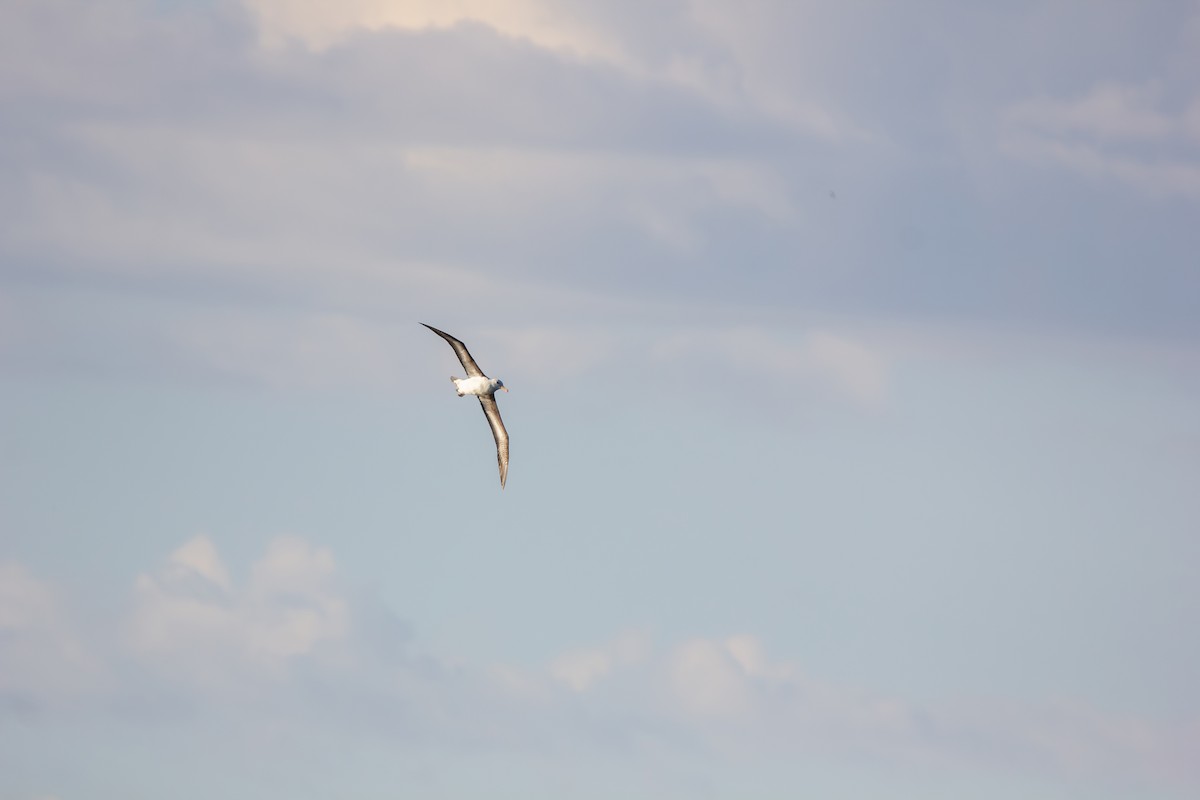 svartbrynalbatross - ML610120805