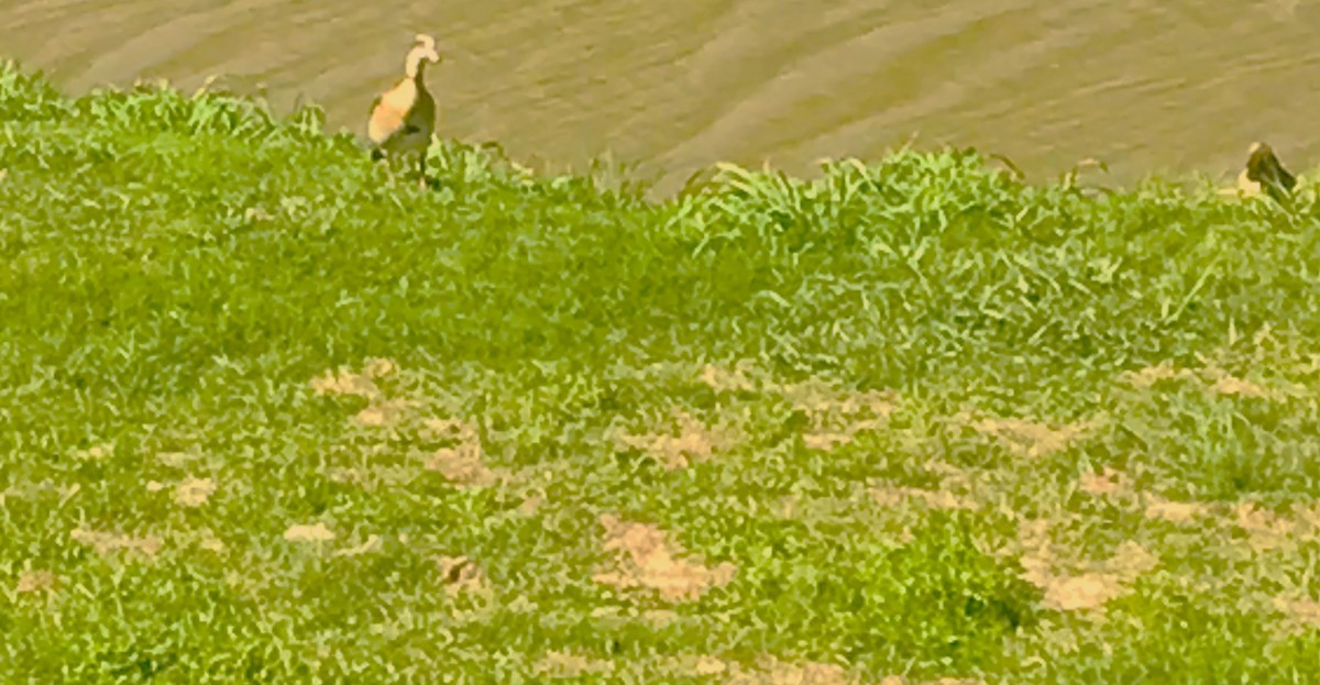 Egyptian Goose - ML610120953