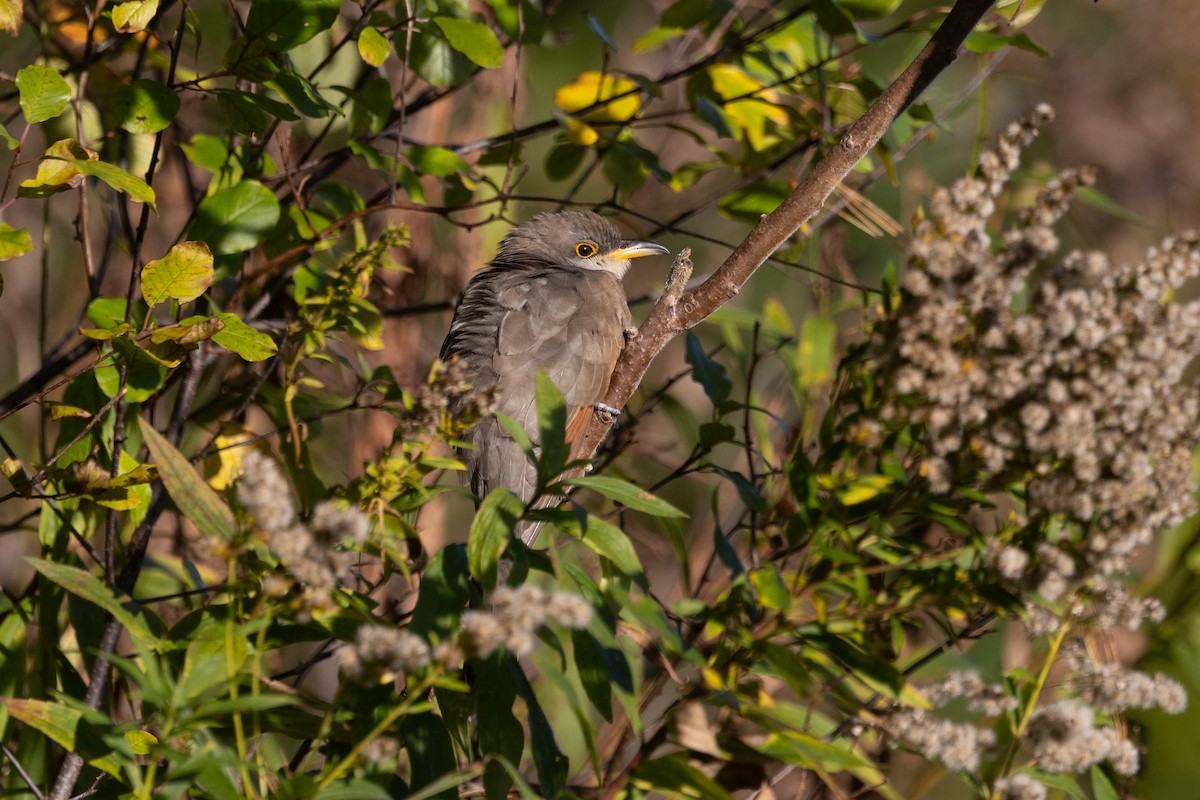 Yellow-billed Cuckoo - ML610121036