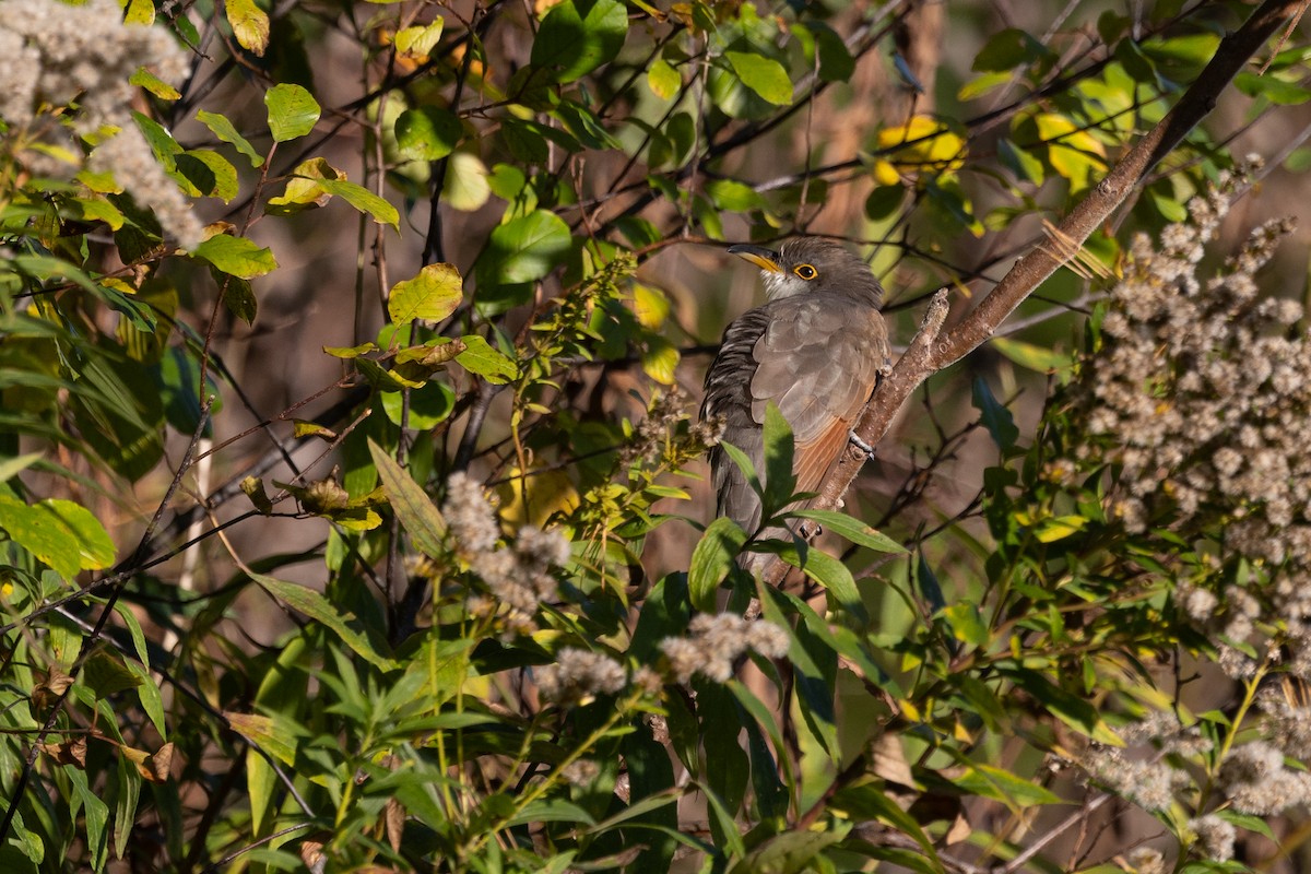 Yellow-billed Cuckoo - ML610121037