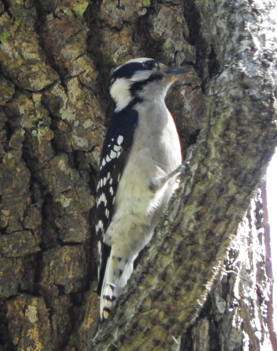 Downy Woodpecker - Mark Meunier