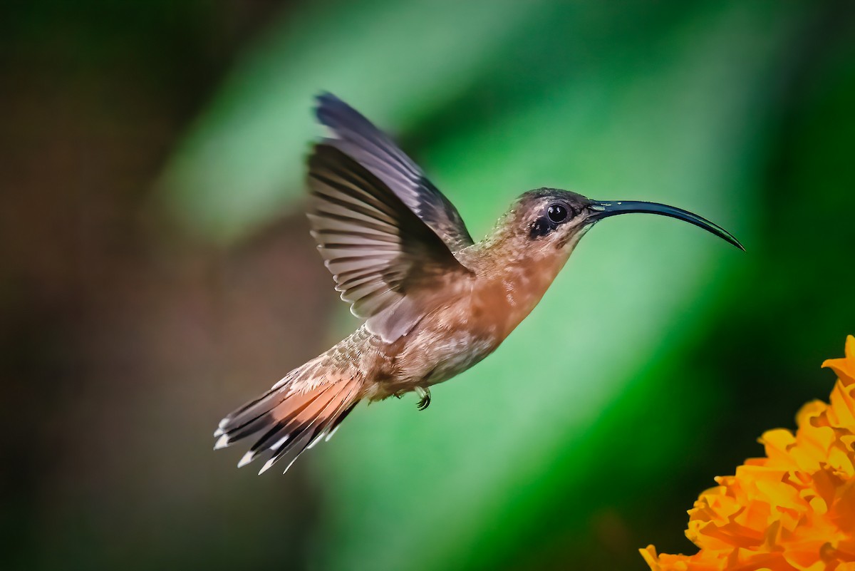 Kupferschattenkolibri - ML610121075