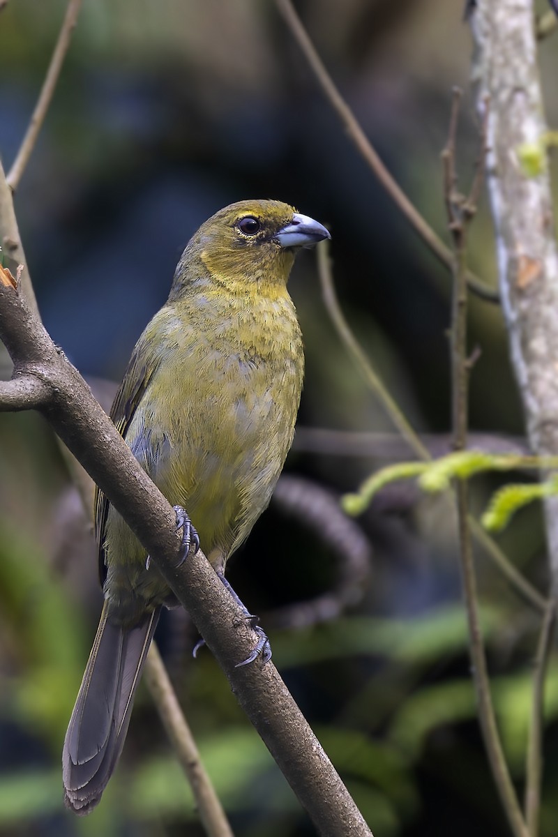 Black-faced Tanager - ML610121101