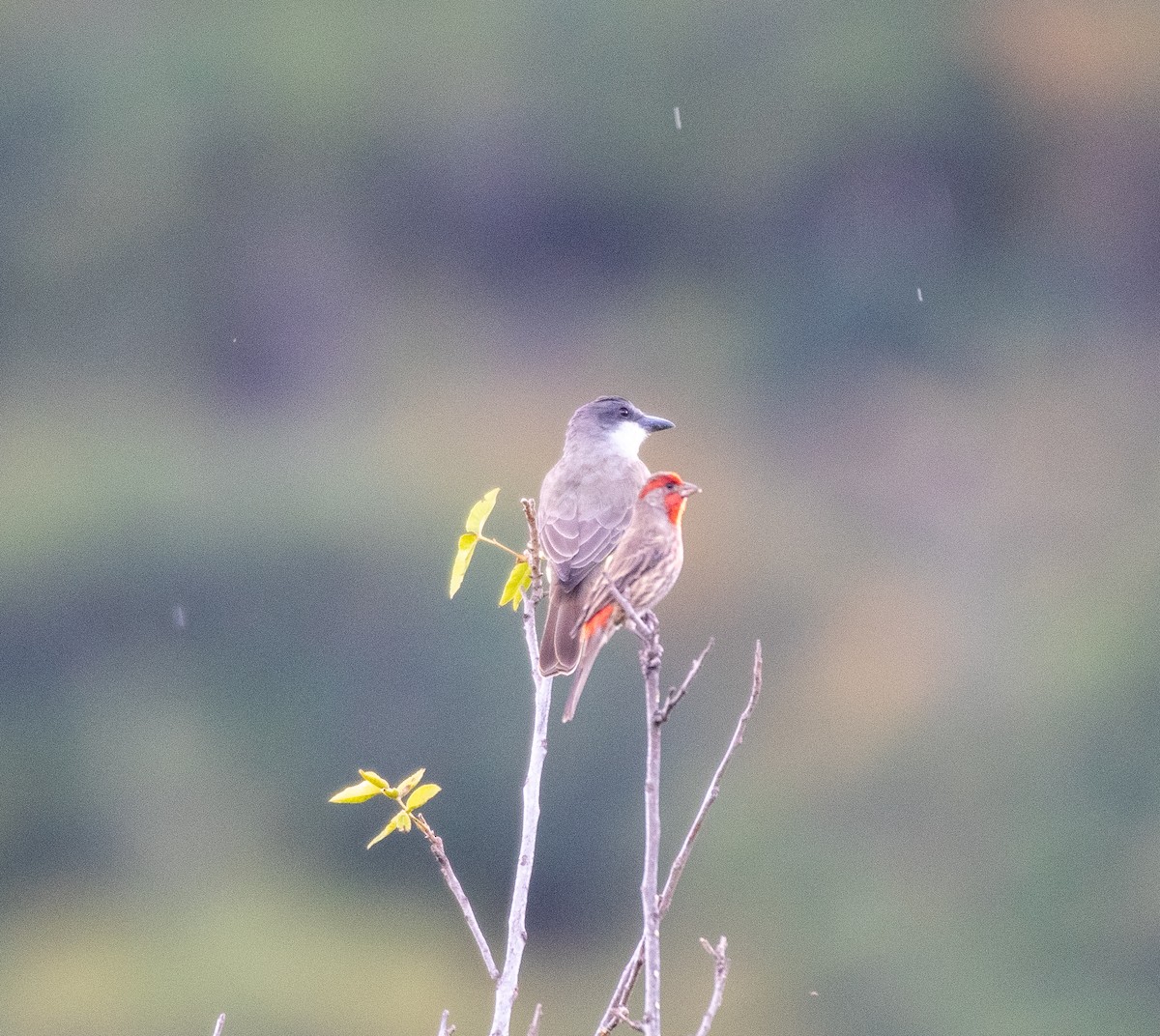 Thick-billed Kingbird - ML610121142