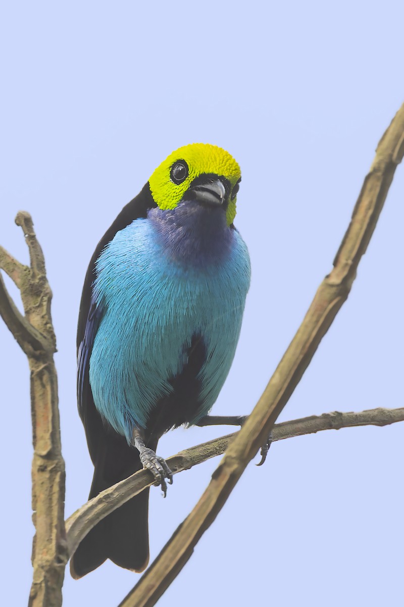 Paradise Tanager - ML610121152