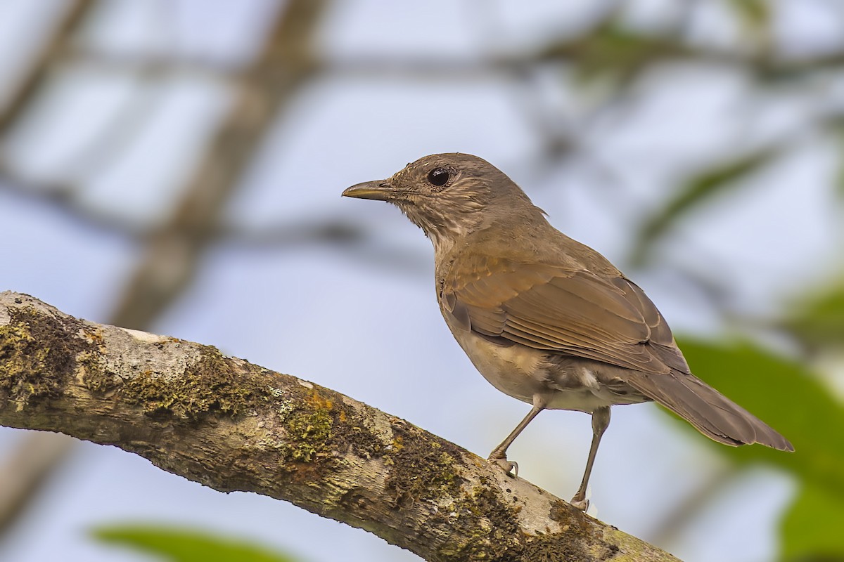Pale-breasted Thrush - ML610121154