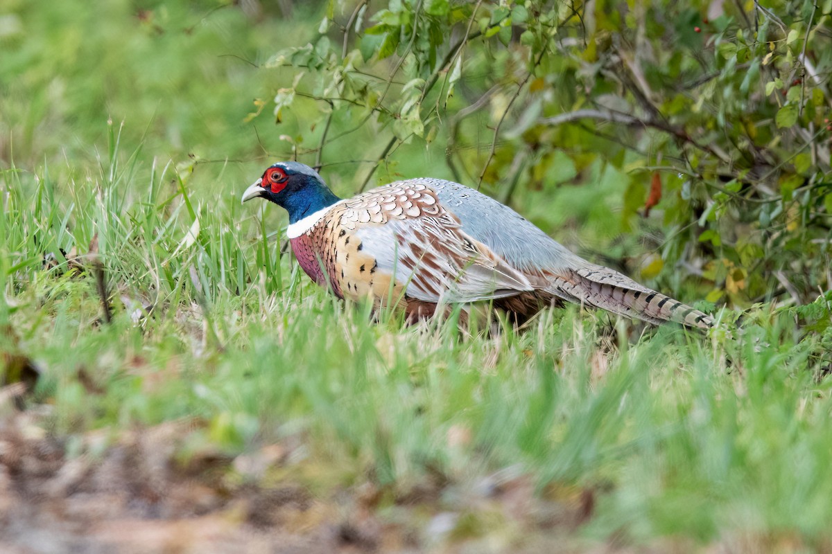 Ring-necked Pheasant - ML610121159