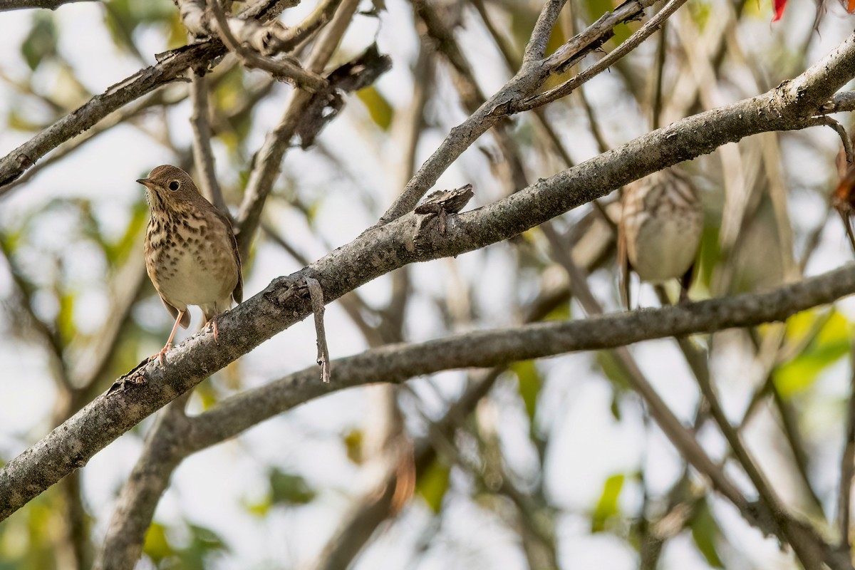 Hermit Thrush - ML610121178