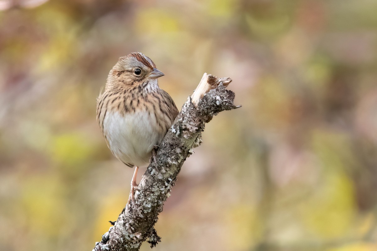 Lincoln's Sparrow - ML610121187