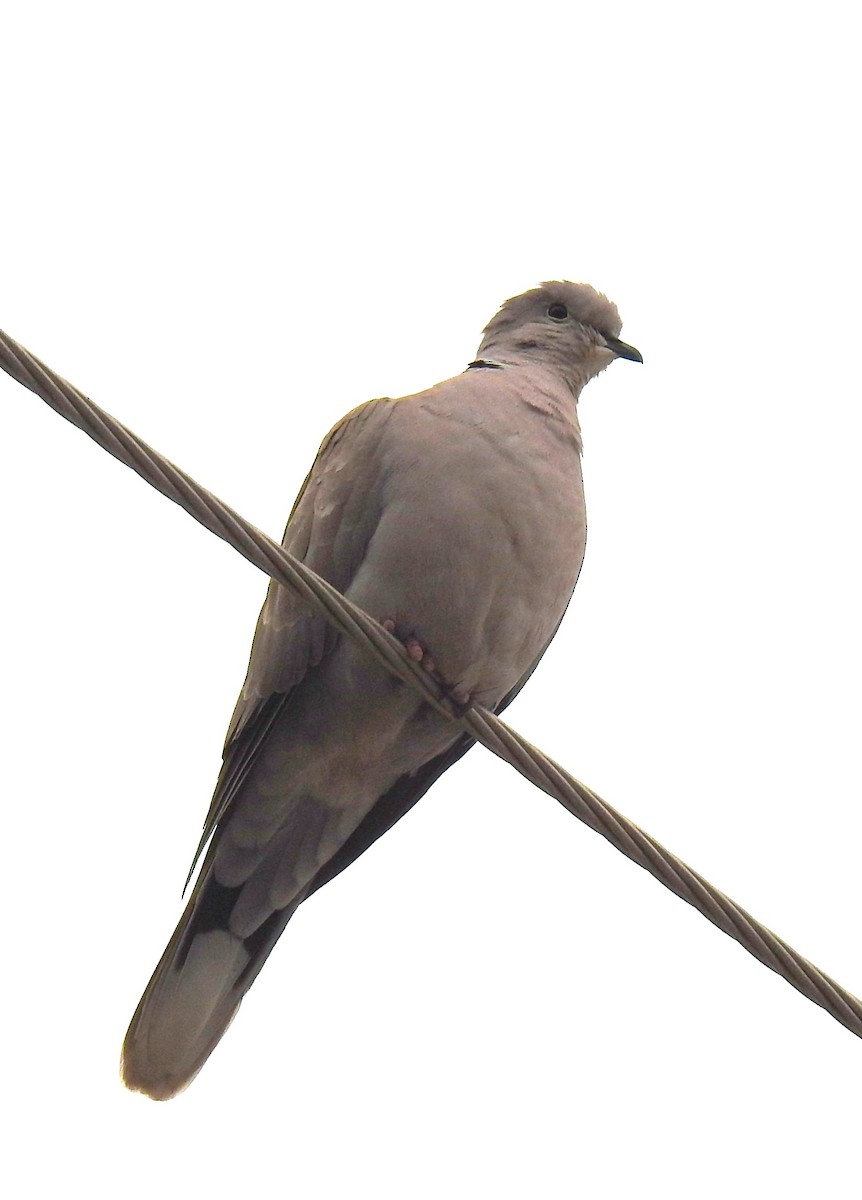 tyrkerdue - ML610121202