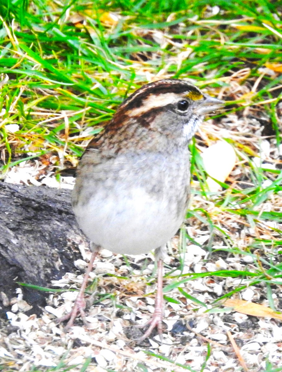 White-throated Sparrow - ML610121248