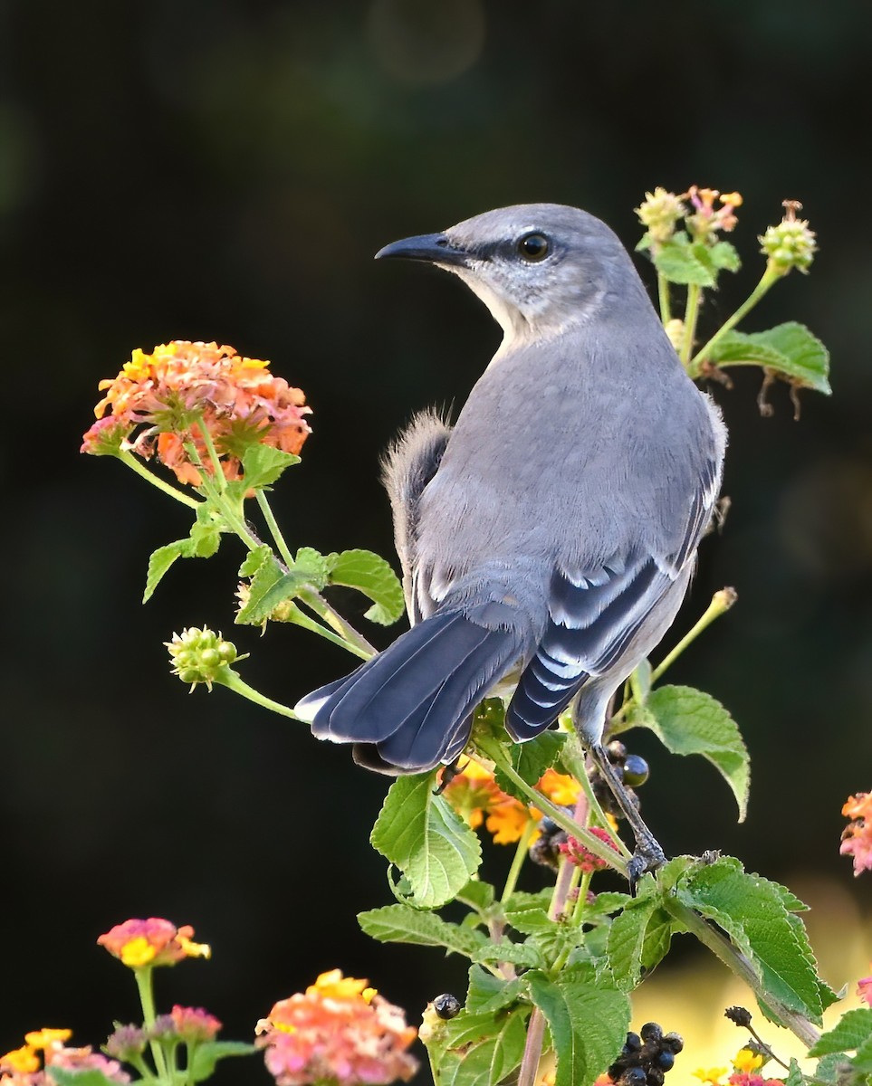 Northern Mockingbird - ML610121290