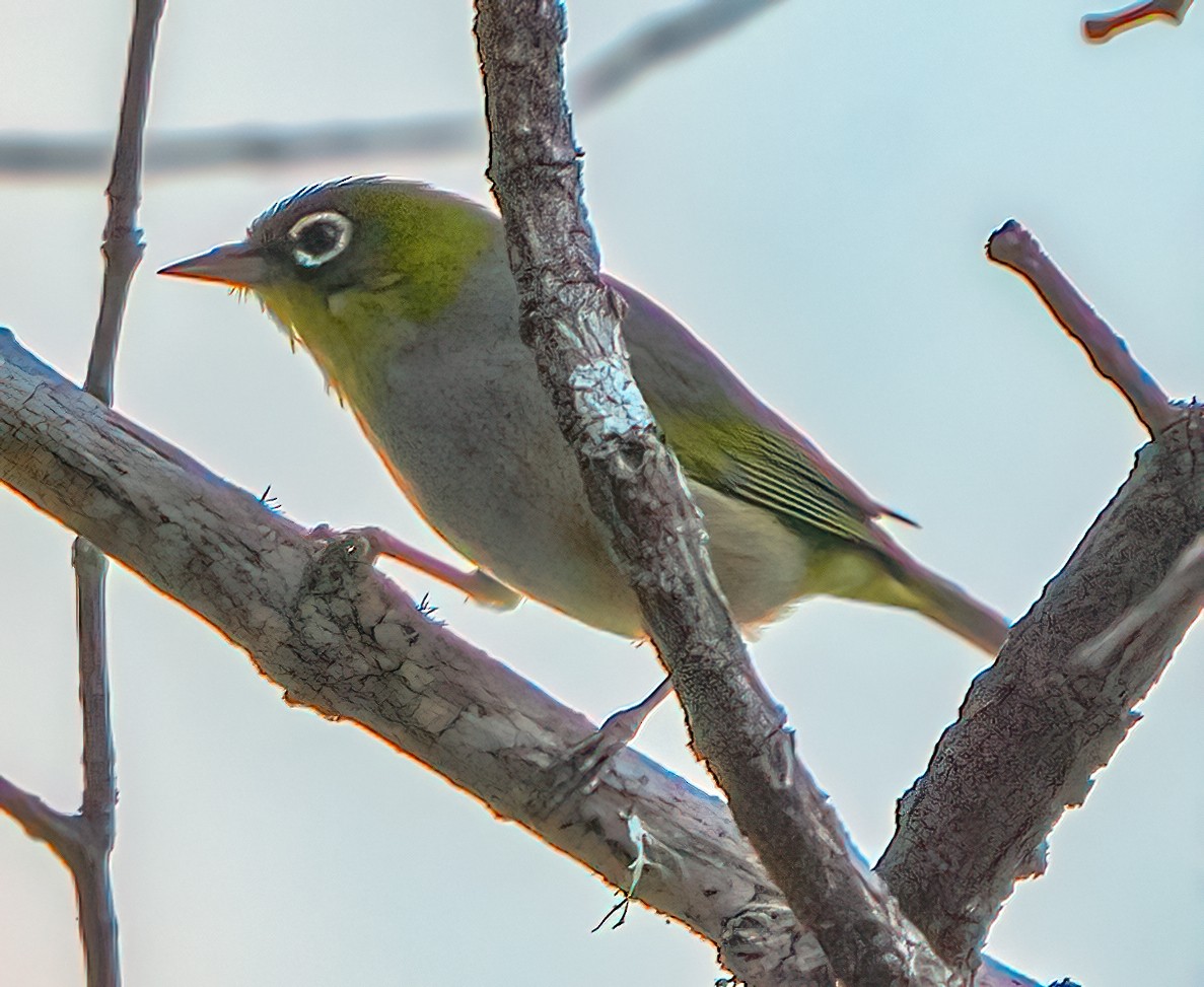 Silvereye - ML610121291