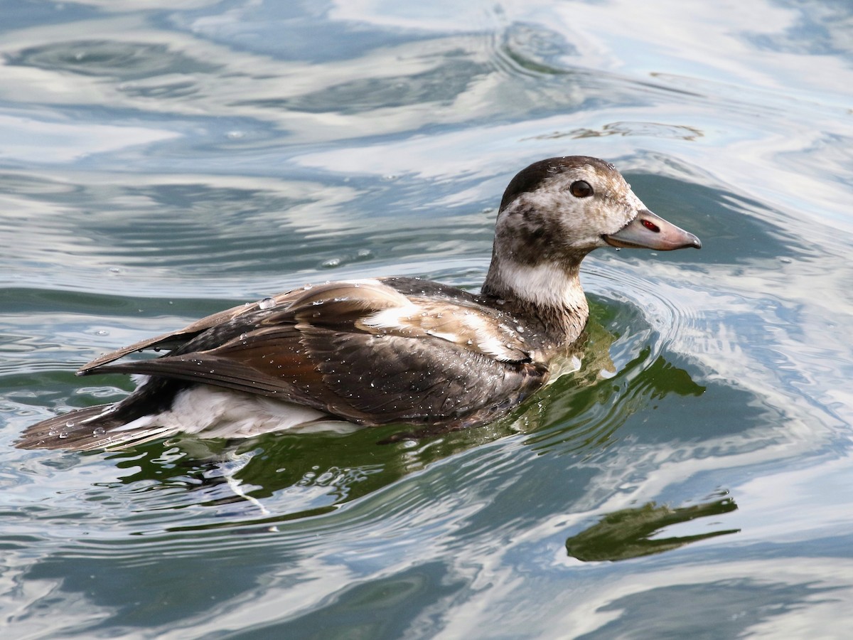 Long-tailed Duck - Greg Ongie