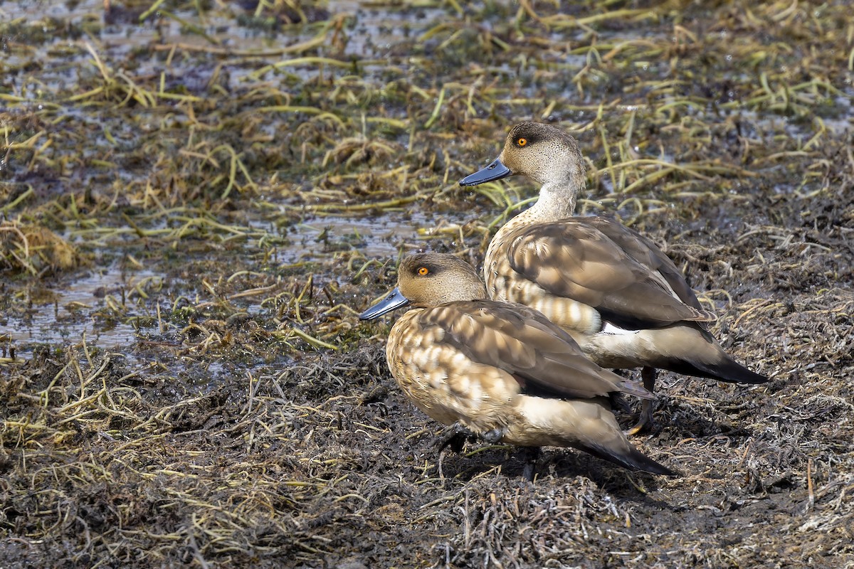 Canard huppé - ML610121596