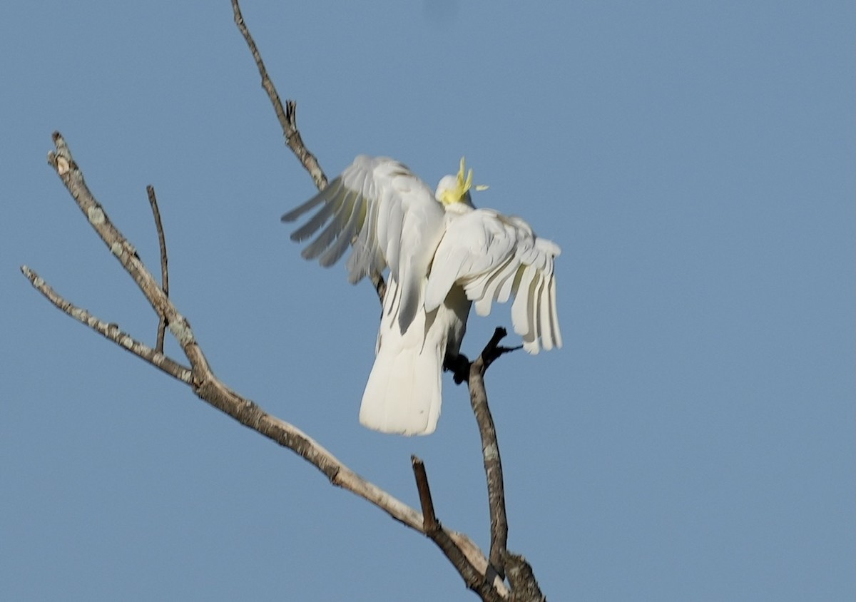 Sulphur-crested Cockatoo - ML610121606