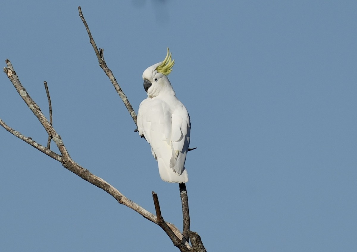 Sulphur-crested Cockatoo - ML610121619