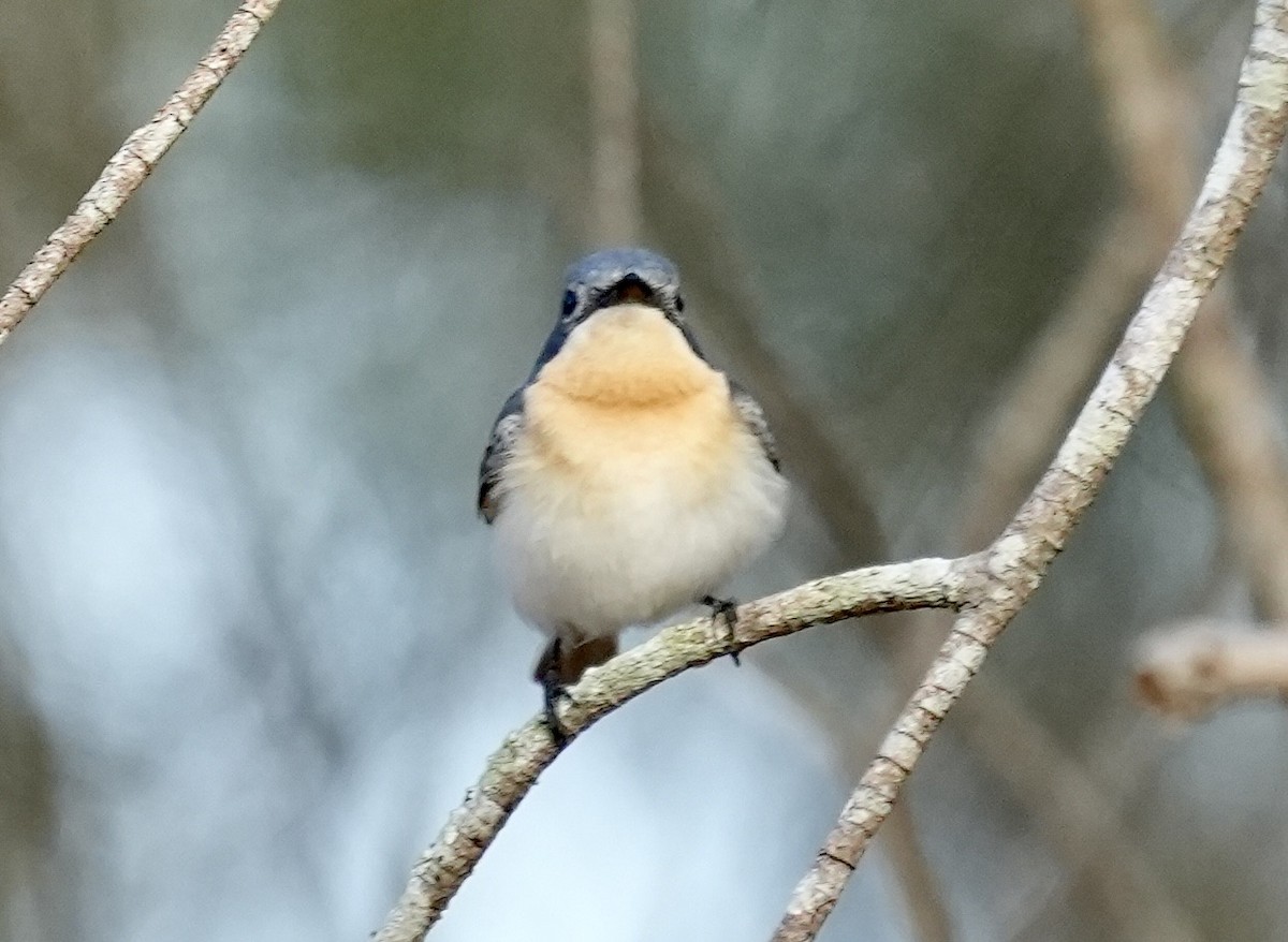 Leaden Flycatcher - Anthony Schlencker