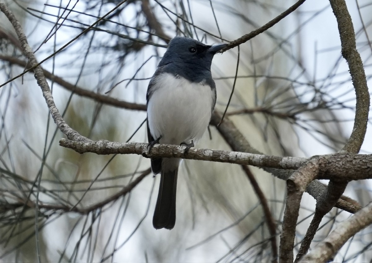 Leaden Flycatcher - Anthony Schlencker