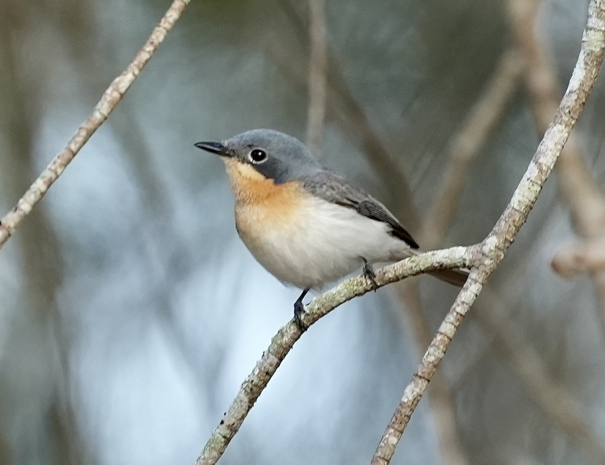 Leaden Flycatcher - ML610121630