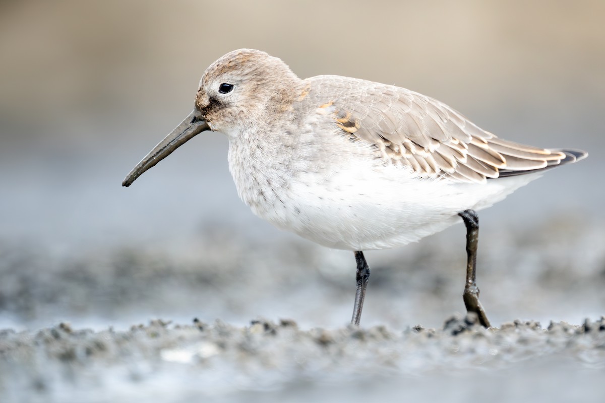 Dunlin - Brad Imhoff