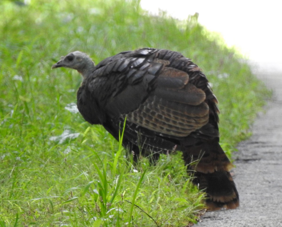 Guajolote Gallipavo - ML610121700