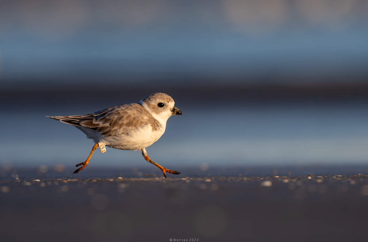 Piping Plover - Wentao Yang