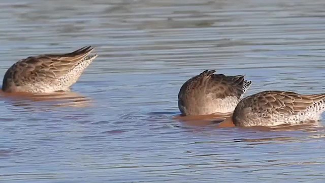 Long-billed Dowitcher - ML610121751