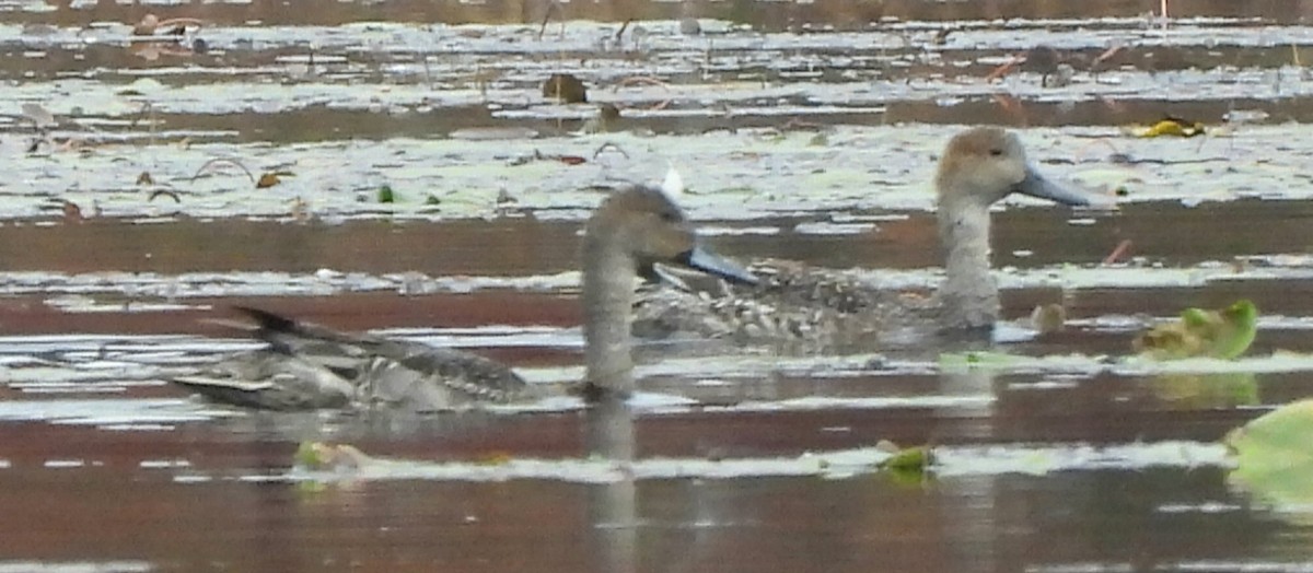 Northern Pintail - ML610121769