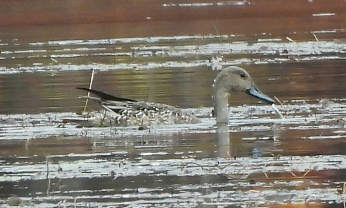 Northern Pintail - ML610121771