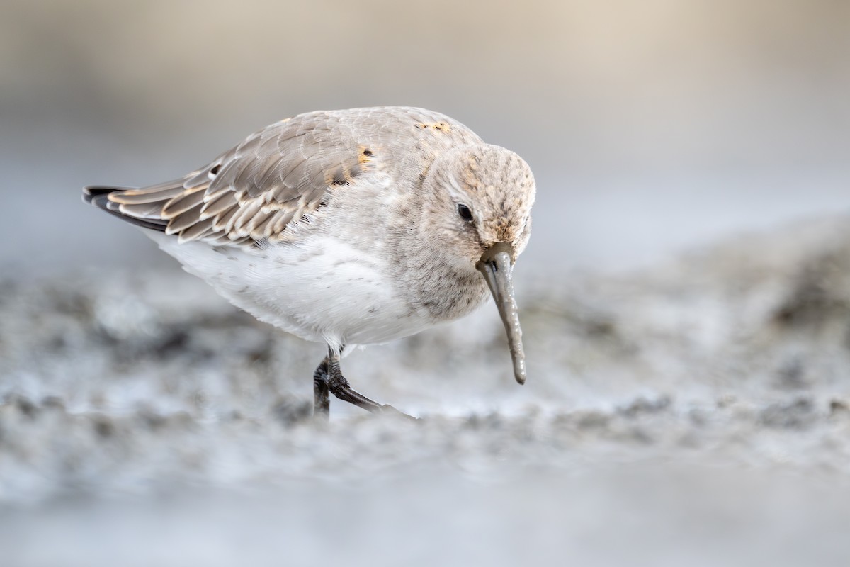 Dunlin - ML610121816