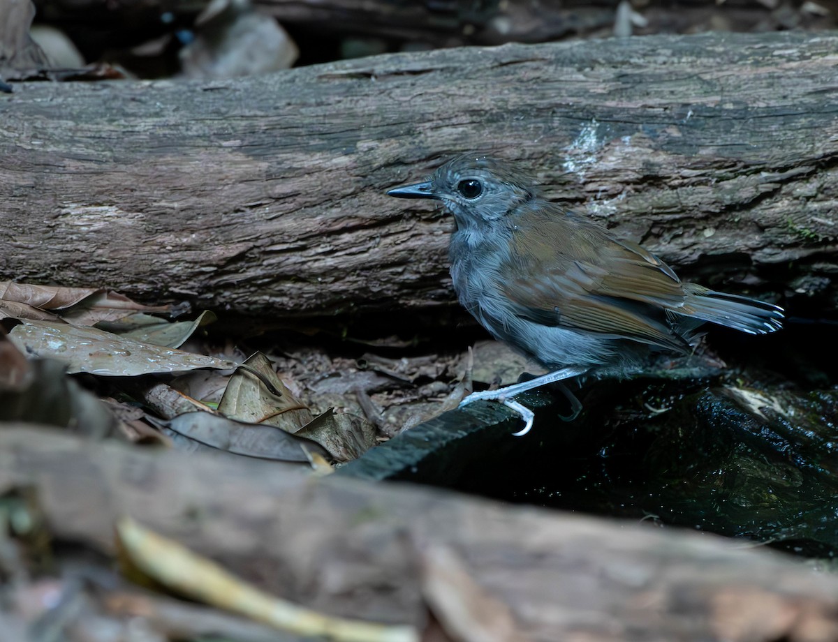 Xingu Scale-backed Antbird - David Tripp Jr