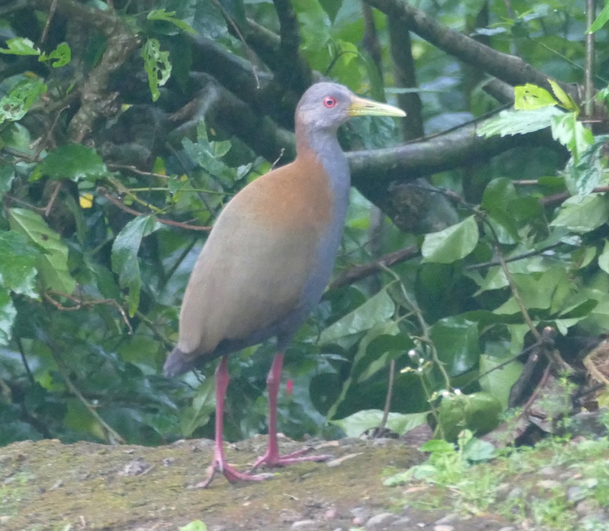 Slaty-breasted Wood-Rail - ML610121882