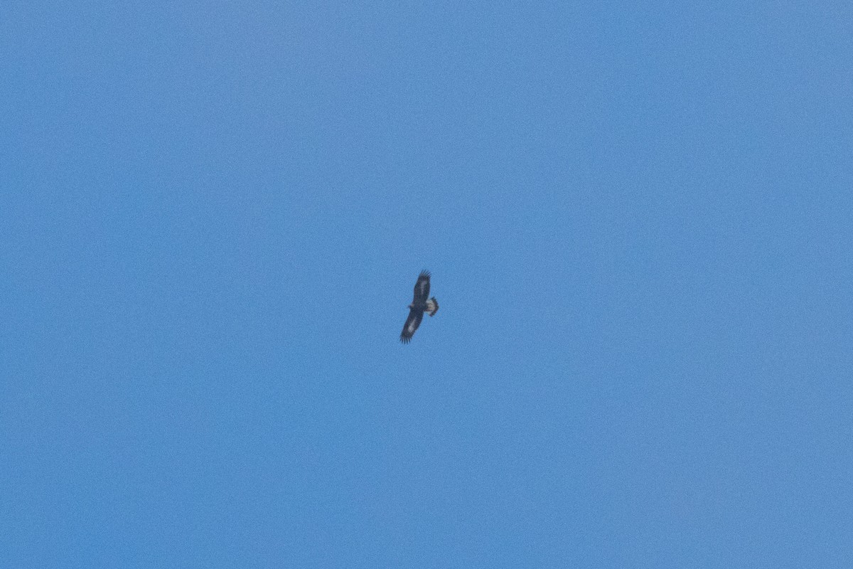 Golden Eagle - ML610121894