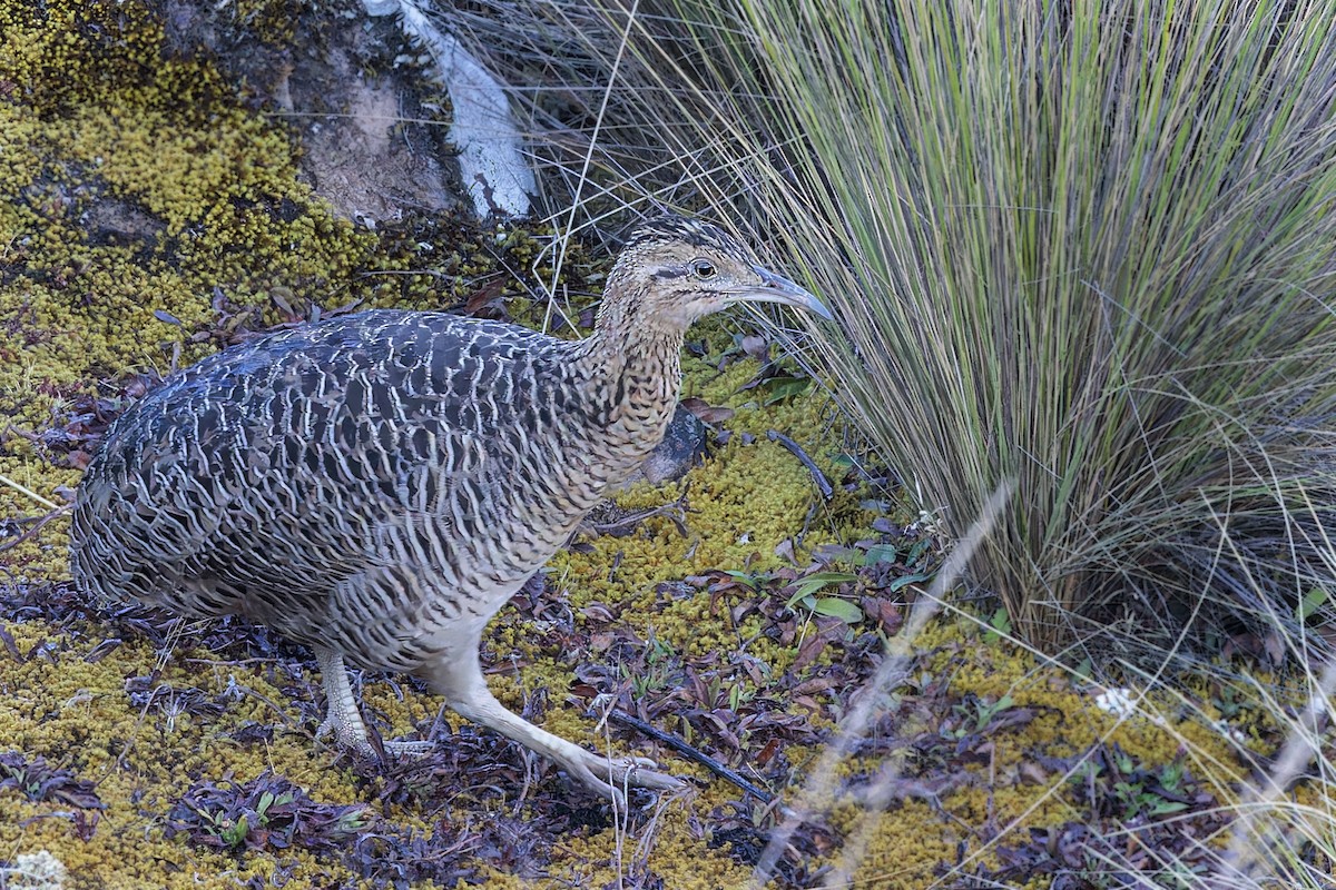 Huayco Tinamou - ML610121905